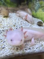 Axolotl / Ambystoma mexicanum