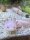 Axolotl / Ambystoma mexicanum