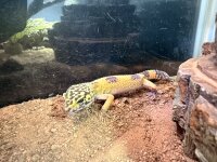 Leopardgecko - Normal Babies / Eublepharis macularius...
