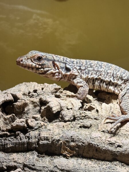 Roter Teju / Tupinambis rufescens