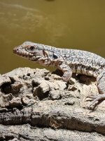 Roter Teju / Tupinambis rufescens