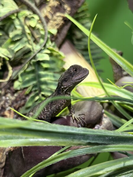 Australiche Wasseragame / Physignatus lesueurii