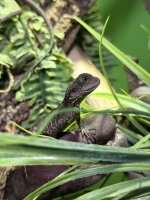Australiche Wasseragame / Physignatus lesueurii