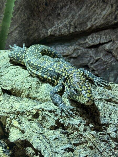 Schwarz-weisser Teju / Tupinambis merianae