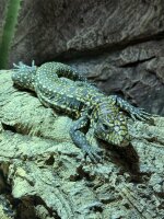 Schwarz-weisser Teju / Tupinambis merianae