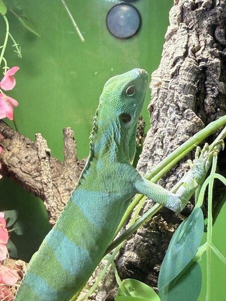 Fidschi Leguan / Brachylophus fasciatus