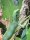 Fidschi Leguan / Brachylophus fasciatus