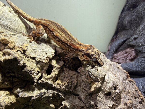 Hoeckerkopfgecko / Rhacodactylus auricaulatus