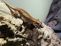 Hoeckerkopfgecko / Rhacodactylus auricaulatus