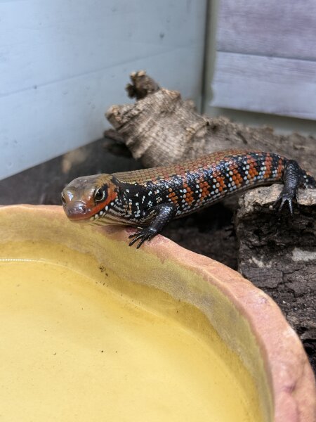 Feuerskink / Lepidothyris fernandi