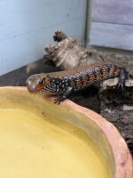 Feuerskink / Lepidothyris fernandi