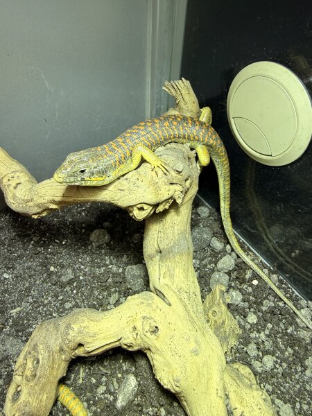 Berberskink / Eumeces schneideri