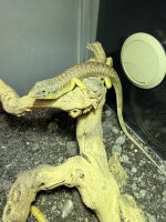 Berberskink / Eumeces schneideri
