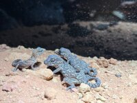 Grosskopfgecko / Paroedura picta