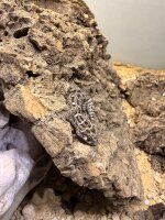 Vipernschwanzgecko / Hemidactylus imbricatus