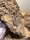 Vipernschwanzgecko / Hemidactylus imbricatus