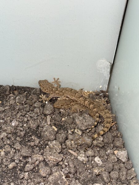Krokodilgecko / Cyrtopodion scabrum