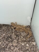 Krokodilgecko / Cyrtopodion scabrum