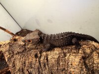 Rotaugen Buschkrokodil / Tribolonotus gracilis