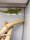 Grosser Madagaskar Taggecko- Adult / Phelsuma grandis