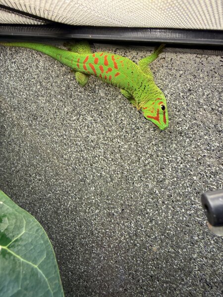 Grosser Madagaskar Taggecko- Subadult / Phelsuma grandis