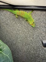 Grosser Madagaskar Taggecko- Subadult / Phelsuma grandis