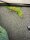 Grosser Madagaskar Taggecko- Subadult / Phelsuma grandis
