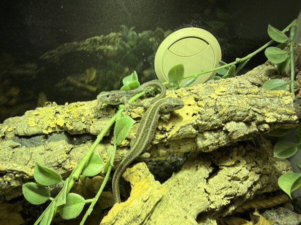 Zauneidechse / Lacerta agilis