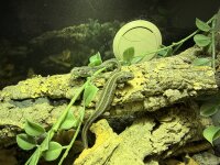 Zauneidechse / Lacerta agilis