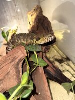 Chinesische Krokodilschwanzechse  / Shinisaurus crocodilurus