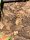 Jungferngecko / Leipdodactylus lugurbis