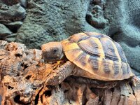 Griechische Landschildkröte - Big / Testudo hermanni