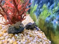 Chinesische Dreikielschildkroete / Mauremys reevesii