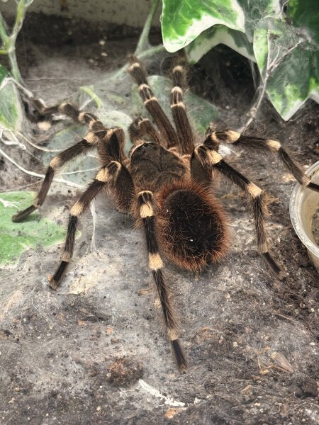 Brazilian whiteknee tarantula / Acanthoscrurria Geniculata