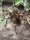 Brazilian whiteknee tarantula / Acanthoscrurria Geniculata