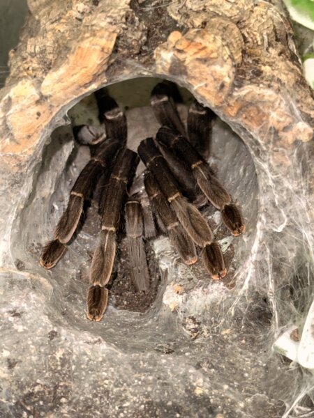 Violett-blaue Baumvogelspinne / Lampropelma nigerrimum