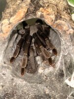Violett-blaue Baumvogelspinne / Lampropelma nigerrimum
