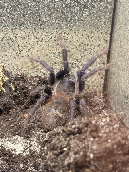 Pseudoclamoris sazimai – Sazimai-Vogelspinne