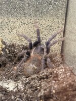 Pseudoclamoris sazimai – Sazimai-Vogelspinne