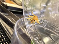 Pikachu Vogelspinne / Platythomisus octomaculatus