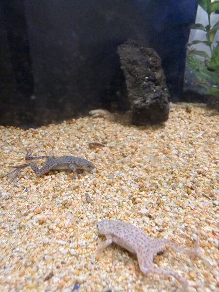 Zwergkrallenfrosh / Hymenochirus boettgeri