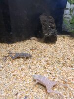 Zwergkrallenfrosh / Hymenochirus boettgeri