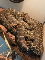 Hufeisennatter 1.1 / Hemorrhois hippocrepis