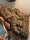 Hufeisennatter 1.1 / Hemorrhois hippocrepis
