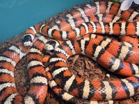 Arizona Konigsnatter Zuchtpaar 1.1 / Lampropeltis pyromelana
