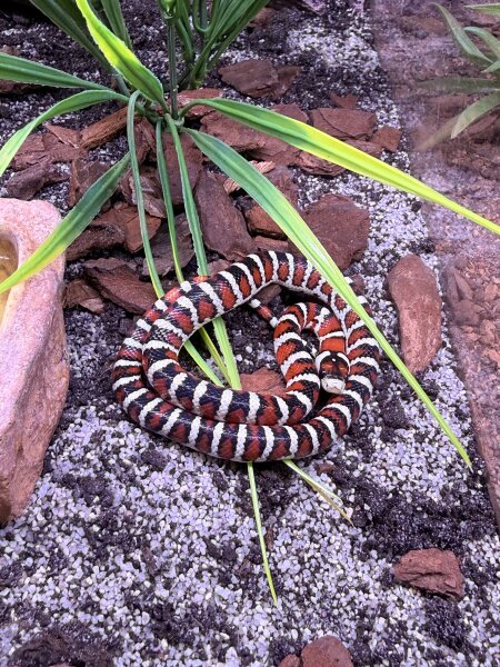 Arizona Konigsnatter - Klein / Lampropeltis pyromelana