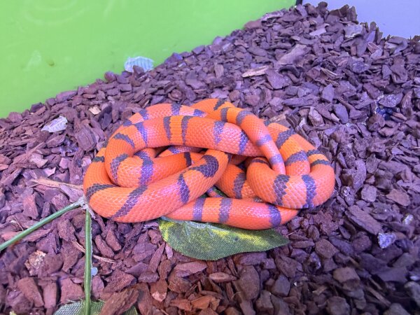 Honduras - Konigsnatter / Lampropeltis tria. hondurensis
