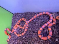 Honduras - Konigsnatter / Lampropeltis tria. hondurensis