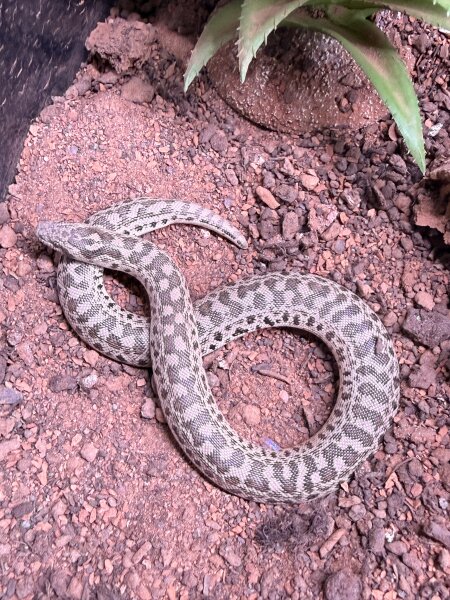 Bunte sandboa / Eryx tataricus