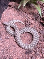 Bunte sandboa / Eryx tataricus
